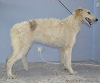 Русская борзая Ксения ищет нового хозяина  - <ro>Изображение</ro><ru>Изображение</ru> #2, <ru>Объявление</ru> #756677