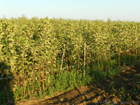 Продам саженцы яблони на М-9, М-26, ММ-106 - <ro>Изображение</ro><ru>Изображение</ru> #2, <ru>Объявление</ru> #765577