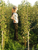 Продам саженцы яблони на М-9, М-26, ММ-106 - <ro>Изображение</ro><ru>Изображение</ru> #1, <ru>Объявление</ru> #765577