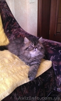  Котята персы  экстремалы породные - <ro>Изображение</ro><ru>Изображение</ru> #1, <ru>Объявление</ru> #782648