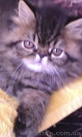  Котята персы  экстремалы породные - <ro>Изображение</ro><ru>Изображение</ru> #2, <ru>Объявление</ru> #782648