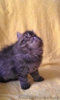  Котята персы  экстремалы породные - <ro>Изображение</ro><ru>Изображение</ru> #3, <ru>Объявление</ru> #782648