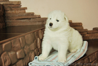 продаются клубные щенки самодской лайки(самоеда) - <ro>Изображение</ro><ru>Изображение</ru> #3, <ru>Объявление</ru> #828670