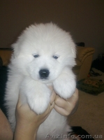 продаются щенки самодской лайки - <ro>Изображение</ro><ru>Изображение</ru> #3, <ru>Объявление</ru> #828549