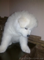 продаются щенки самодской лайки - <ro>Изображение</ro><ru>Изображение</ru> #2, <ru>Объявление</ru> #828549