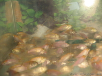 продам тиляпию красную - <ro>Изображение</ro><ru>Изображение</ru> #3, <ru>Объявление</ru> #817435