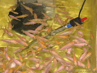 продам тиляпию красную - <ro>Изображение</ro><ru>Изображение</ru> #1, <ru>Объявление</ru> #817435