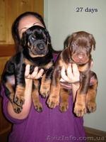 Щенки добермана от Чемпиона Европы - <ro>Изображение</ro><ru>Изображение</ru> #1, <ru>Объявление</ru> #820450