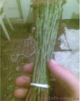 Подвой (сеянцы) алычи - <ro>Изображение</ro><ru>Изображение</ru> #2, <ru>Объявление</ru> #847808