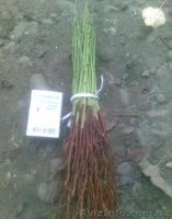 Подвой (сеянцы) алычи - <ro>Изображение</ro><ru>Изображение</ru> #1, <ru>Объявление</ru> #847808