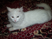 Отдам в хорошие и заботливые руки кошечку  - <ro>Изображение</ro><ru>Изображение</ru> #2, <ru>Объявление</ru> #925873