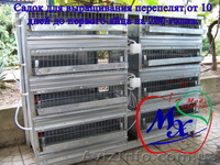 Клеточное оборудование для перепелиного хозяйства на 1000 голов. - <ro>Изображение</ro><ru>Изображение</ru> #3, <ru>Объявление</ru> #975648