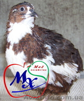 Клеточное оборудование для перепелиного хозяйства на 1000 голов. - <ro>Изображение</ro><ru>Изображение</ru> #5, <ru>Объявление</ru> #975648