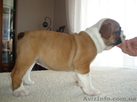 Цуценя англійського бульдога - <ro>Изображение</ro><ru>Изображение</ru> #2, <ru>Объявление</ru> #1002366