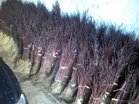 Подвой яблони М9, М106. Привитый сорт под заказ. - <ro>Изображение</ro><ru>Изображение</ru> #4, <ru>Объявление</ru> #1021612