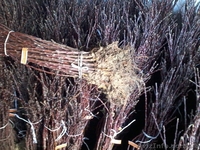 Подвой яблони М106. М9, привитый сорт под заказ - <ro>Изображение</ro><ru>Изображение</ru> #4, <ru>Объявление</ru> #1021601