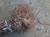 Подвой яблони М9, М106. Привитый сорт под заказ. - <ro>Изображение</ro><ru>Изображение</ru> #5, <ru>Объявление</ru> #1021612