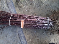 Подвой яблони М9, М106. Привитый сорт под заказ. - <ro>Изображение</ro><ru>Изображение</ru> #6, <ru>Объявление</ru> #1021612