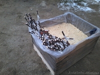 Подвой яблони М106. М9, привитый сорт под заказ - <ro>Изображение</ro><ru>Изображение</ru> #8, <ru>Объявление</ru> #1021601