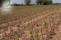 Підщепа м9, Голландської селекції, прививка, сорт під замовлення. - <ro>Изображение</ro><ru>Изображение</ru> #4, <ru>Объявление</ru> #1024609