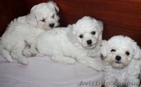 Бишон фризе - красивая,  - <ro>Изображение</ro><ru>Изображение</ru> #2, <ru>Объявление</ru> #1089914