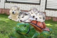 Предлагаются для продажи щенки аляскинского маламута - <ro>Изображение</ro><ru>Изображение</ru> #2, <ru>Объявление</ru> #1099661