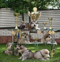 Предлагаются для продажи щенки аляскинского маламута - <ro>Изображение</ro><ru>Изображение</ru> #1, <ru>Объявление</ru> #1099661