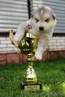 Предлагаются для продажи щенки аляскинского маламута - <ro>Изображение</ro><ru>Изображение</ru> #3, <ru>Объявление</ru> #1099661