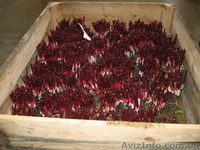 Продам привитые подвои М9. М26.Прививаем на заказ любой сорт - <ro>Изображение</ro><ru>Изображение</ru> #2, <ru>Объявление</ru> #1207059