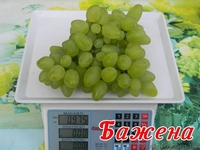 Саженцы винограда большой выбор круглогодично - <ro>Изображение</ro><ru>Изображение</ru> #3, <ru>Объявление</ru> #1206622