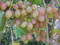 Черенки (чубуки) винограда - <ro>Изображение</ro><ru>Изображение</ru> #3, <ru>Объявление</ru> #1207686