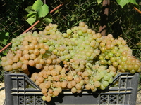 Черенки (чубуки) винограда - <ro>Изображение</ro><ru>Изображение</ru> #4, <ru>Объявление</ru> #1207686