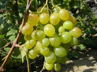 Черенки (чубуки) винограда - <ro>Изображение</ro><ru>Изображение</ru> #5, <ru>Объявление</ru> #1207686