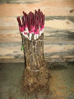 Продам привитые подвои М9. М26.Прививаем на заказ любой сорт - <ro>Изображение</ro><ru>Изображение</ru> #1, <ru>Объявление</ru> #1207059