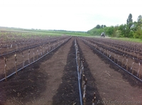 Продам привитые подвои М9. М26.Прививаем на заказ любой сорт - <ro>Изображение</ro><ru>Изображение</ru> #3, <ru>Объявление</ru> #1207059