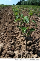 Продам привитые подвои М9. М26.Прививаем на заказ любой сорт - <ro>Изображение</ro><ru>Изображение</ru> #4, <ru>Объявление</ru> #1207059