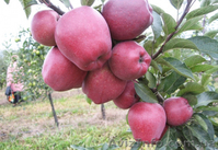 Продам привитые подвои М9. М26.Прививаем на заказ любой сорт - <ro>Изображение</ro><ru>Изображение</ru> #7, <ru>Объявление</ru> #1207059