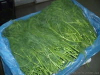 Продаем зелень из Испании - <ro>Изображение</ro><ru>Изображение</ru> #2, <ru>Объявление</ru> #1406261