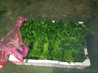 Продаем зелень из Испании - <ro>Изображение</ro><ru>Изображение</ru> #4, <ru>Объявление</ru> #1406261