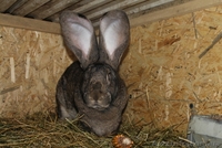 Кролики Бельгийский великан,Фландр, Обр,Ризен - <ro>Изображение</ro><ru>Изображение</ru> #1, <ru>Объявление</ru> #1513190