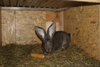 Кролики Бельгийский великан,Фландр, Обр,Ризен - <ro>Изображение</ro><ru>Изображение</ru> #3, <ru>Объявление</ru> #1513190