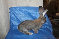 Кролики Бельгийский великан,Фландр, Обр,Ризен - <ro>Изображение</ro><ru>Изображение</ru> #4, <ru>Объявление</ru> #1513190