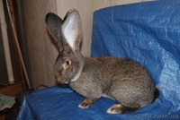 Кролики Бельгийский великан,Фландр, Обр,Ризен - <ro>Изображение</ro><ru>Изображение</ru> #5, <ru>Объявление</ru> #1513190