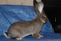 Кролики Бельгийский великан,Фландр, Обр,Ризен - <ro>Изображение</ro><ru>Изображение</ru> #6, <ru>Объявление</ru> #1513190