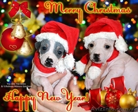 Американский голый терьер - <ro>Изображение</ro><ru>Изображение</ru> #4, <ru>Объявление</ru> #1524338