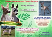 Американский голый терьер - <ro>Изображение</ro><ru>Изображение</ru> #2, <ru>Объявление</ru> #1524338