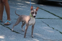 Американский голый терьер - <ro>Изображение</ro><ru>Изображение</ru> #3, <ru>Объявление</ru> #1524338