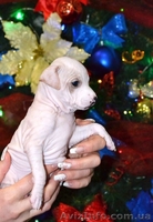 Американский голый терьер - <ro>Изображение</ro><ru>Изображение</ru> #1, <ru>Объявление</ru> #1524338