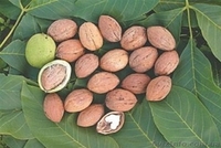 Продажа саженцев плодовых деревьев  - <ro>Изображение</ro><ru>Изображение</ru> #1, <ru>Объявление</ru> #1546571