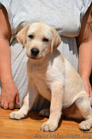 Щенки Лабрадора (КСУ) из питомника - <ro>Изображение</ro><ru>Изображение</ru> #1, <ru>Объявление</ru> #1585225